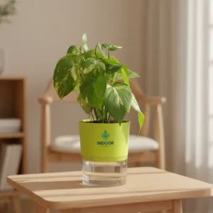 Money Plant Variegated