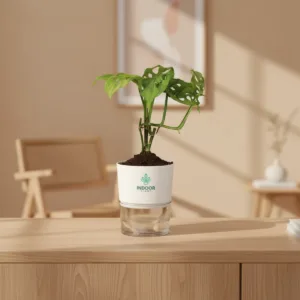 Monstera Broken Heart