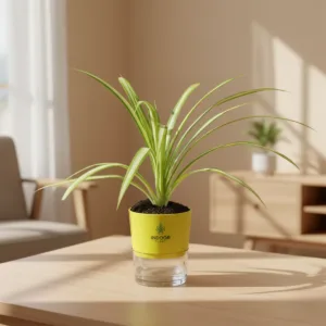 Spider Plant
