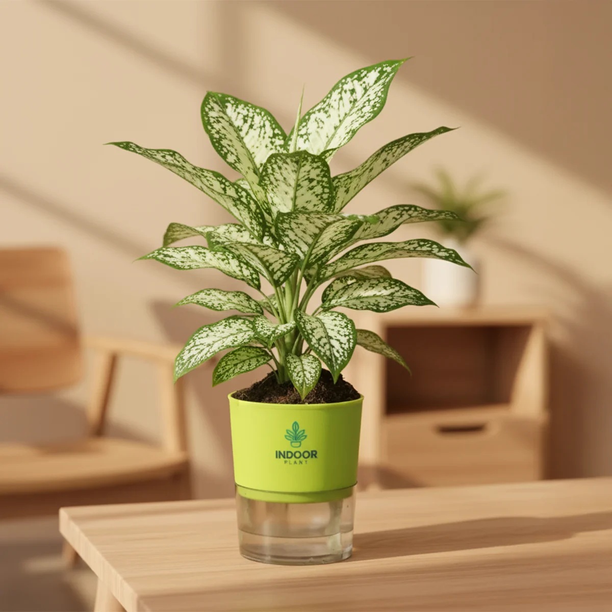 Aglaonema Snow White Plant