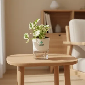 N’Joy Money Plant